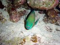 030502_Zabargad - Peroquet - Dsc01534~
